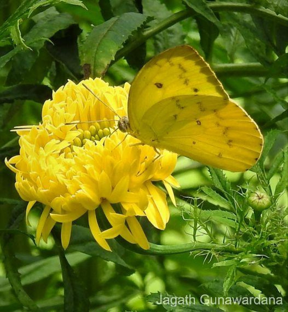 Catopsilia scylla Linnaeus, 1763